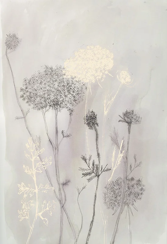 Queen Anne Lace