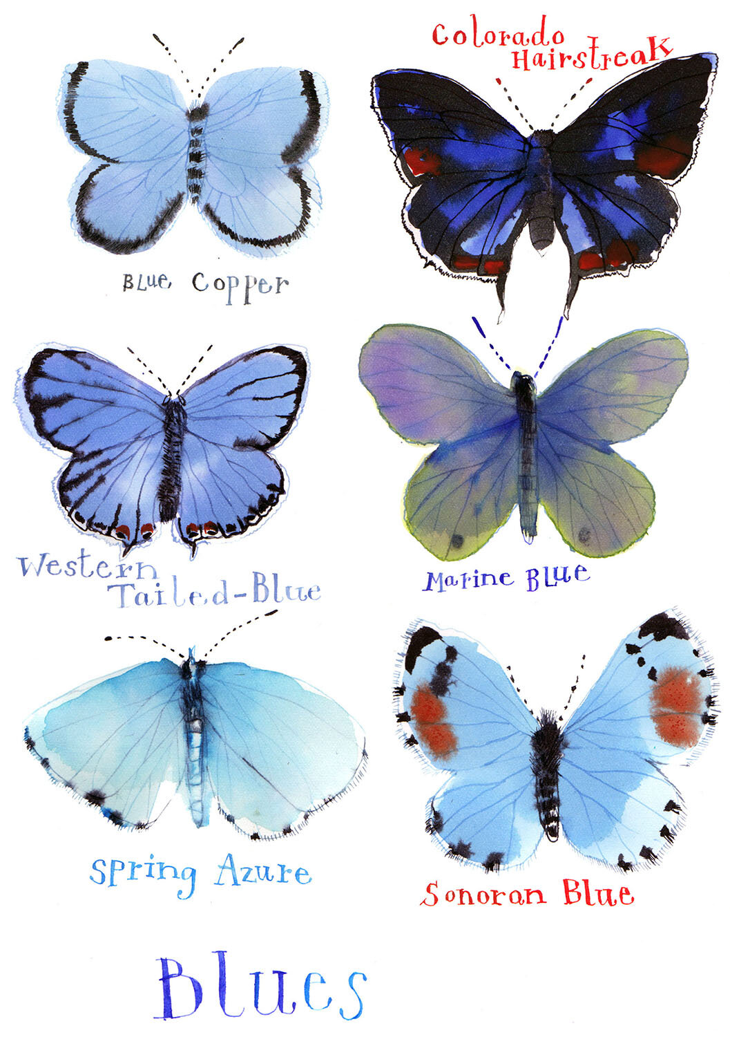 Blue Butterflies 