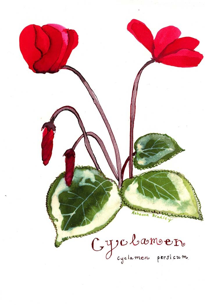 Cyclamen 