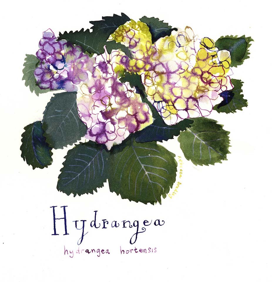 Hydrangea 