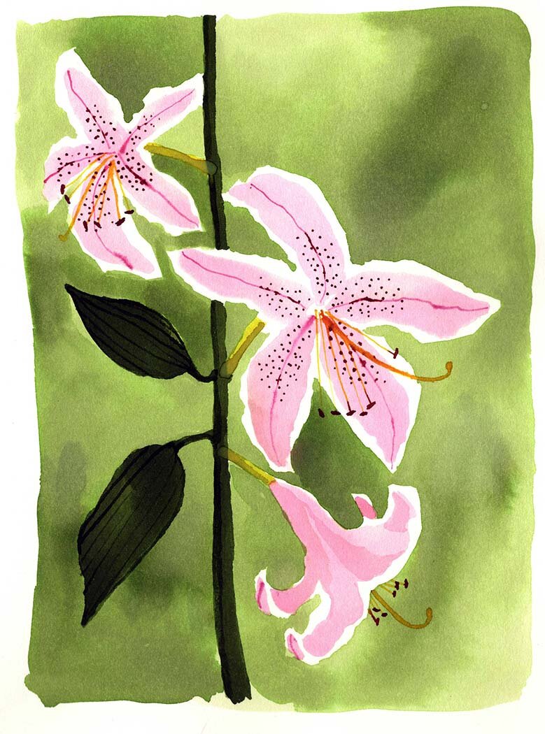 Stargazer Lily 