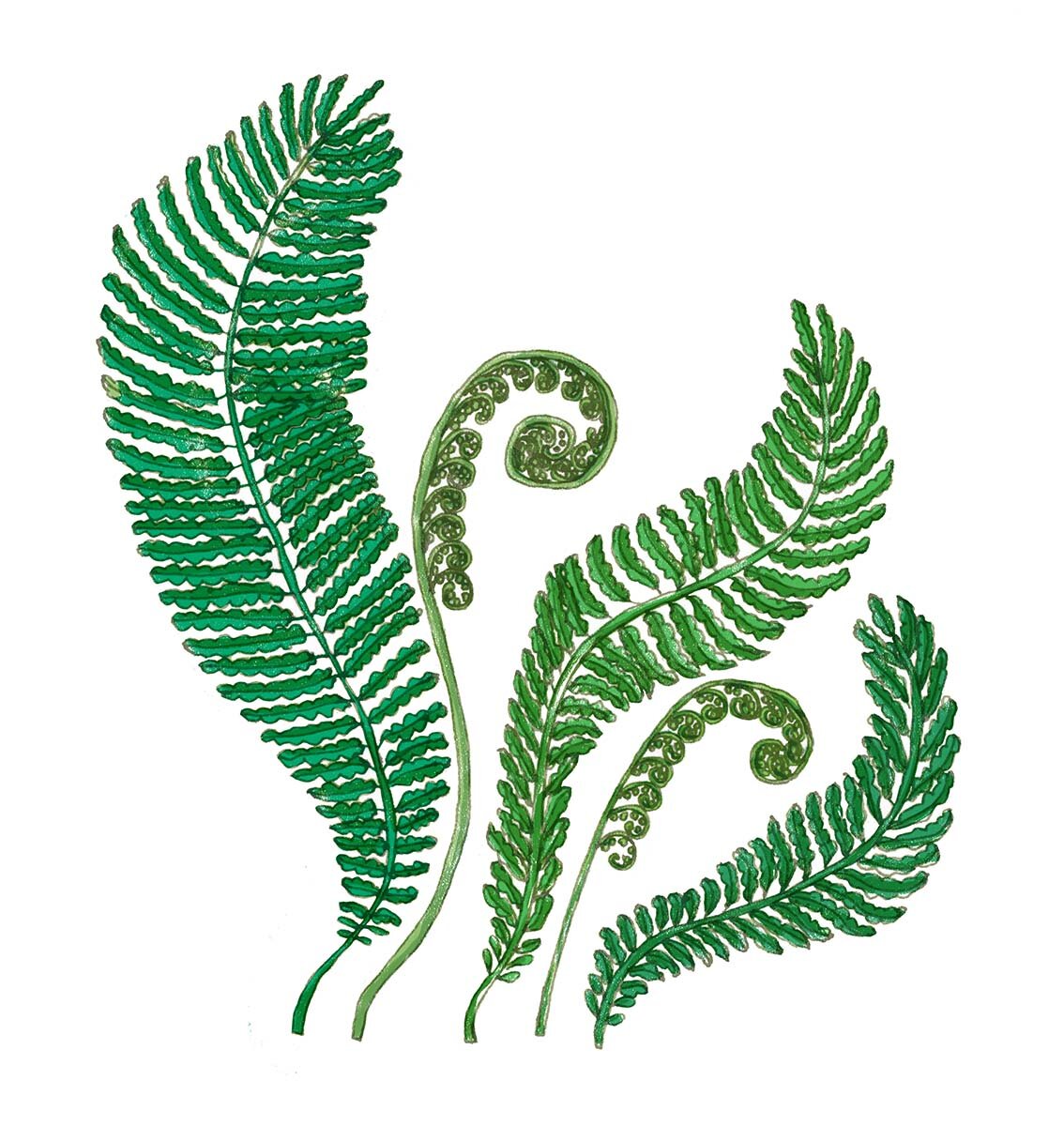 Ferns | Image for Change Happens by Workman Publishing