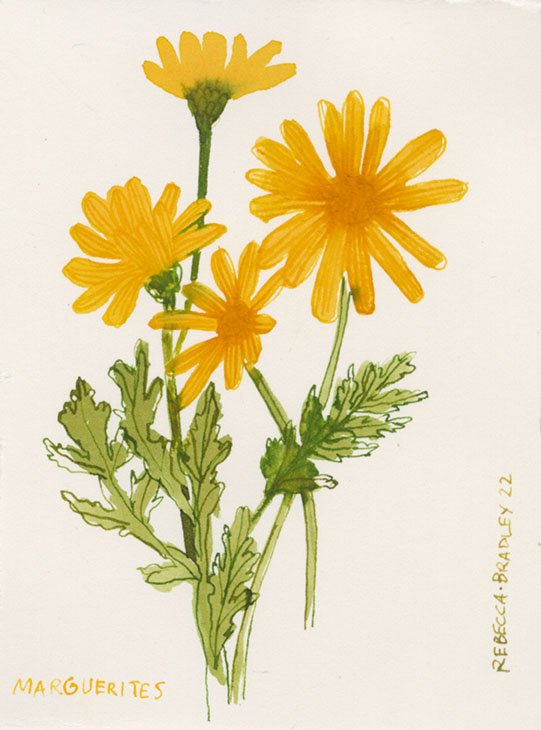 Marguerite