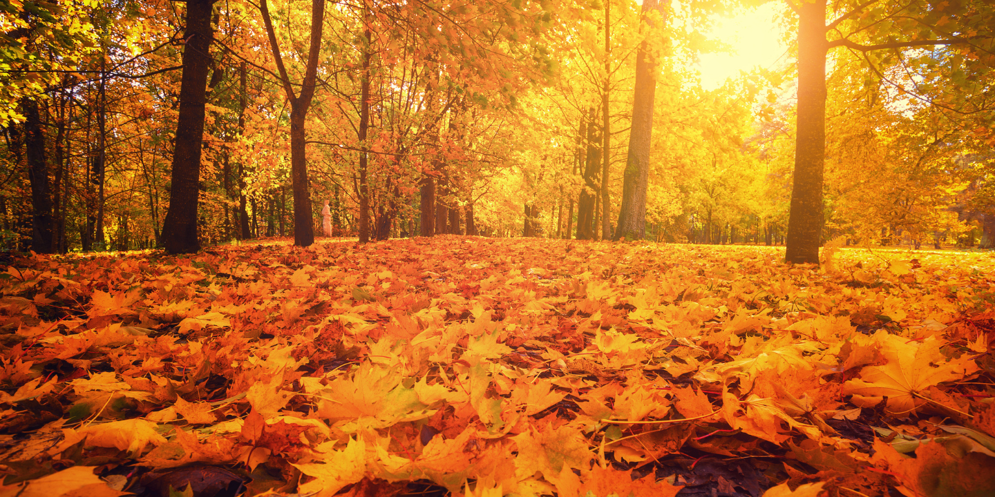 Learning to let go in your own autumn
