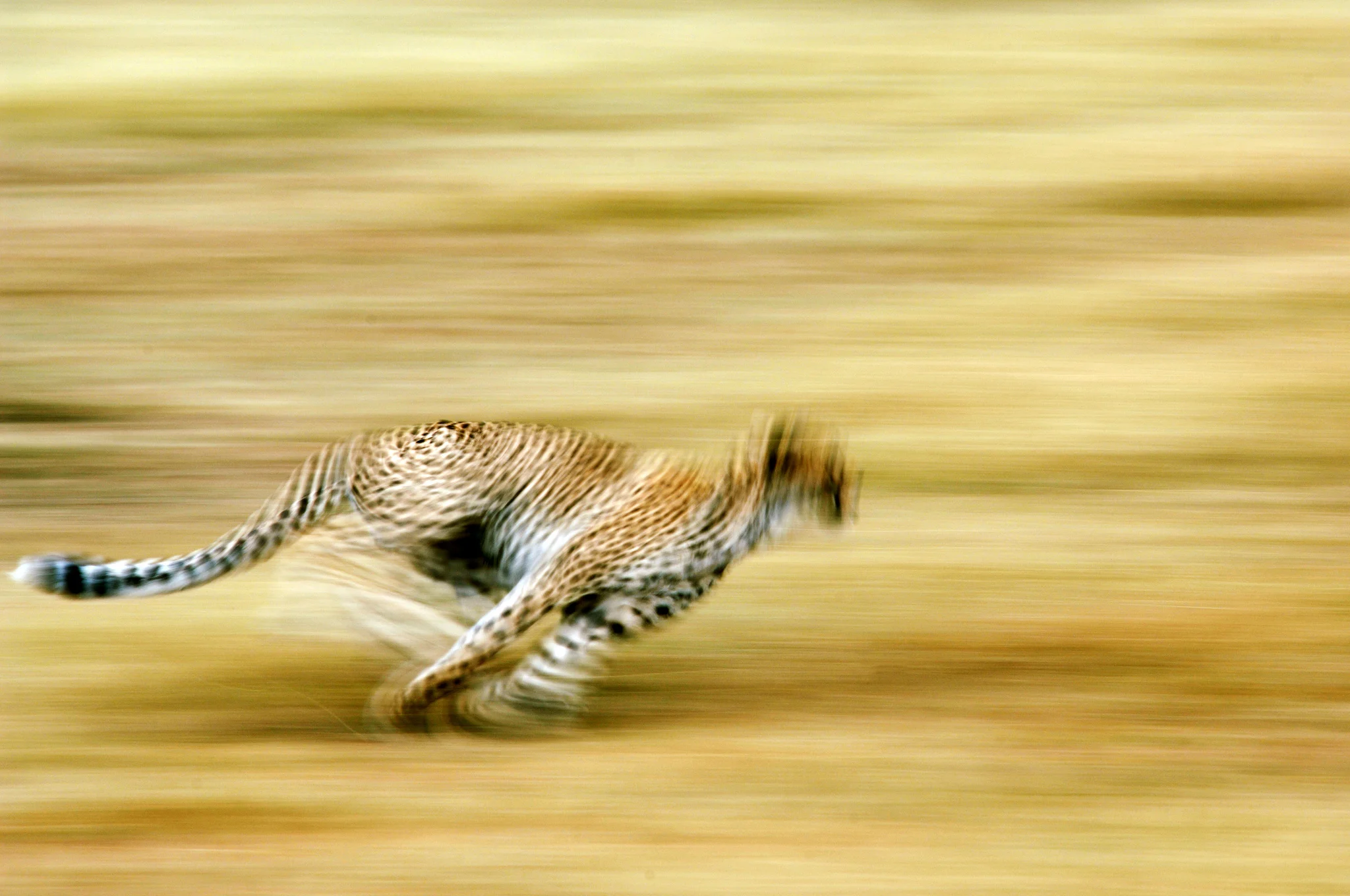 CHEETAH.jpg