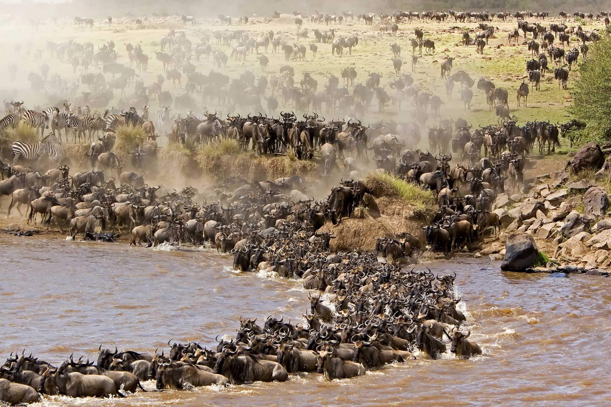 The-Wildebeest-Migration-Fun-Facts-about-the-Migration.jpg