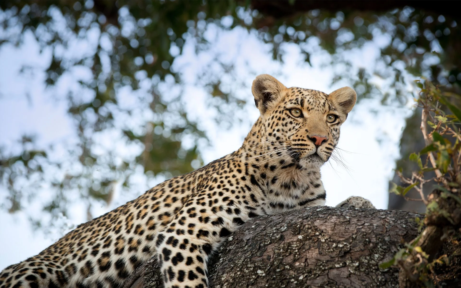 moremi-game-reserve-botswana-delta-desert-safaris-okavango-1-2.jpg