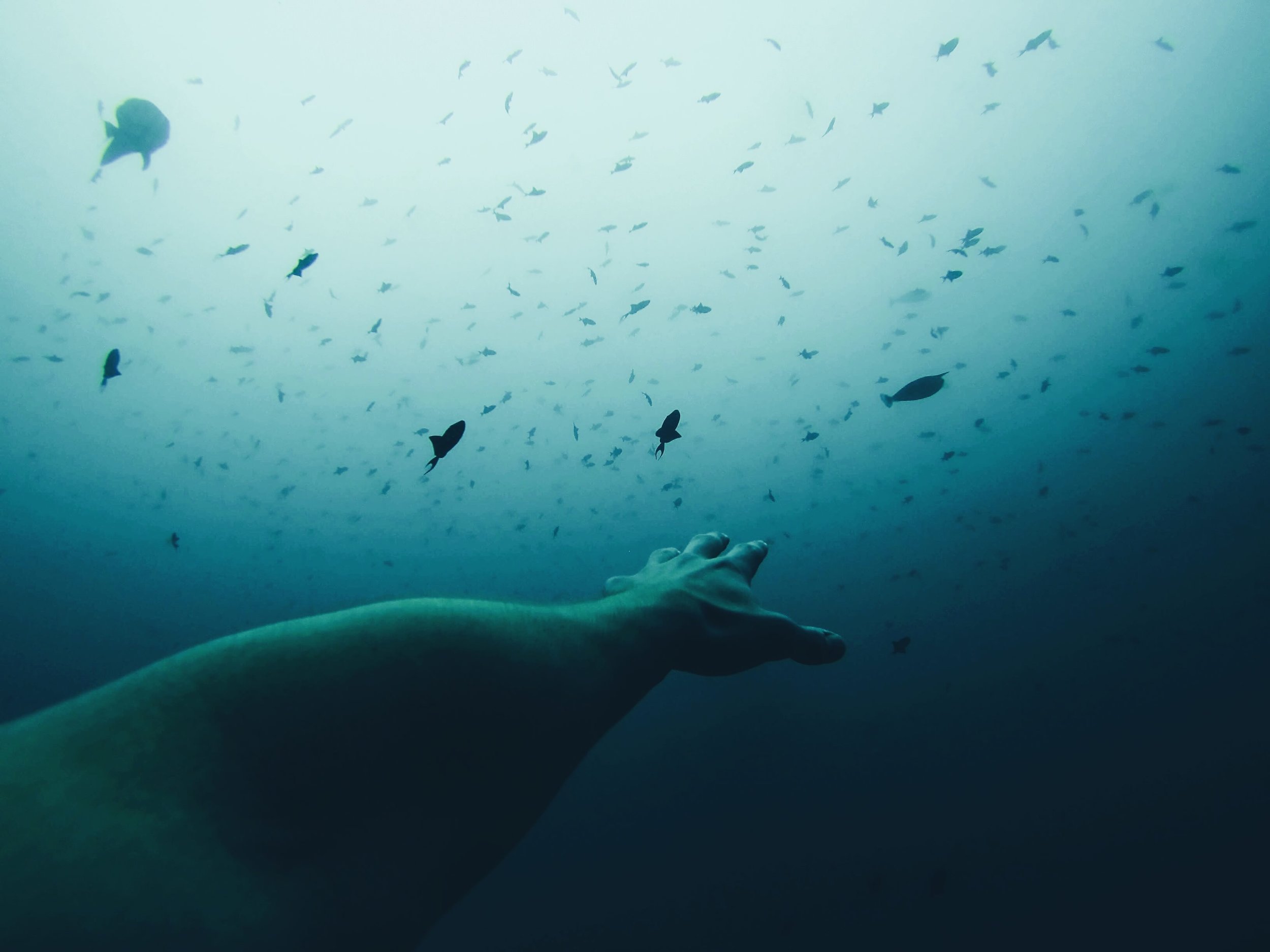 Courtesty J ulian Svobda @ Unsplash