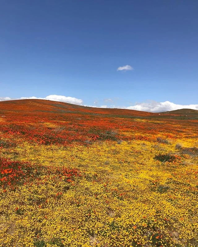 "P" is for "poppies", that's good enough for me.