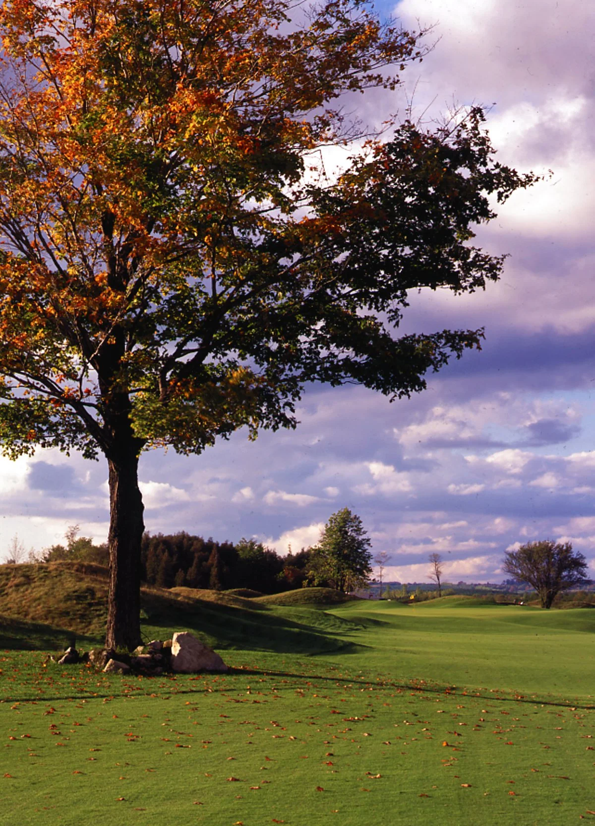 Osprey Valley Heathlands.jpg