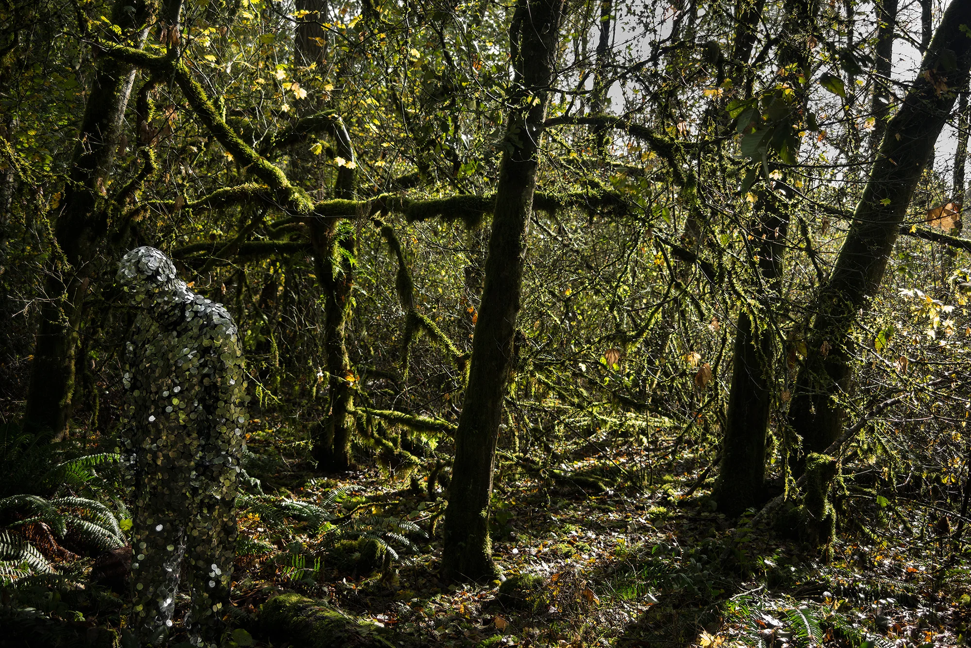 The Oscillator in Tualatin Hills Nature Park