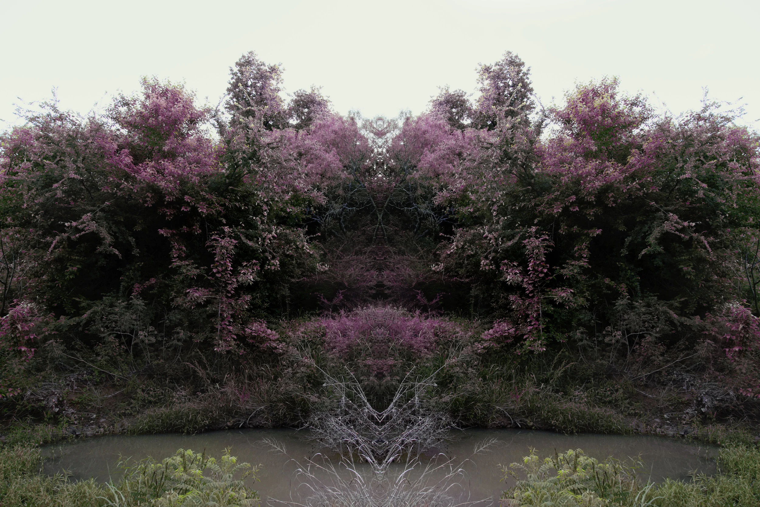 Jacob Mitchell, Blush I , archival pigment print, 24 x 36 inches