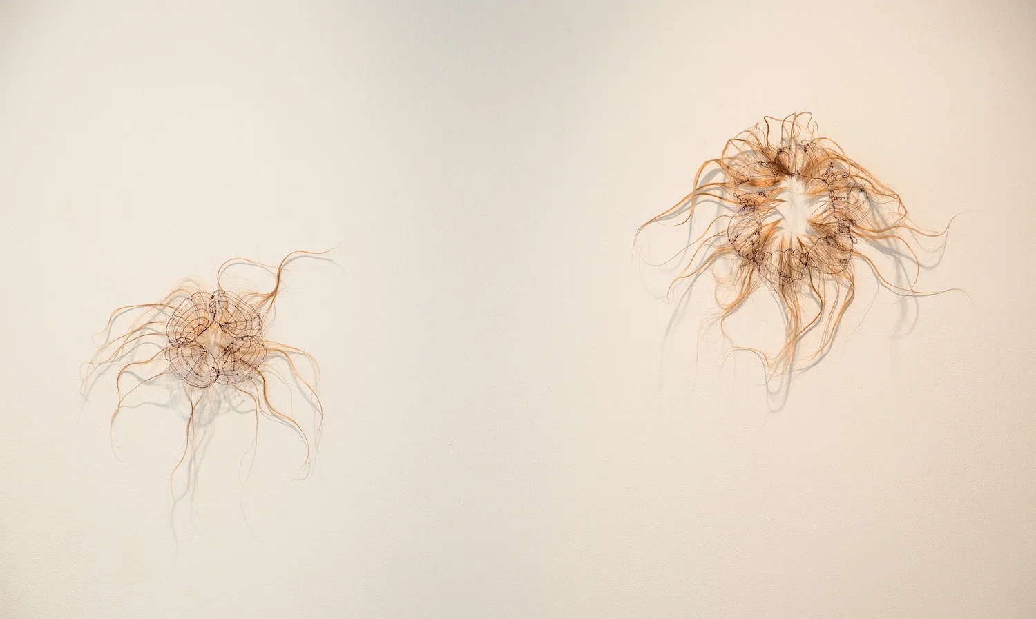  Left: Patriarchal Orifice #3: Brook Floater (Alasmidonta varicosa) , Thread stitched on human hair, insect pin, styling products, 14 x 14 inches, 2017. Right: Patriarchal Orifice #1: Vertigo Morsei , Thread stitched on human hair, insect pin, styling products, 16 x 19 x 1 inches, 2016
