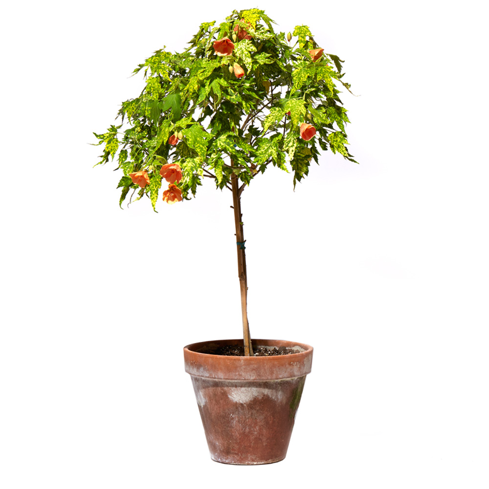 Abutilon striatum aureo-maculatum
