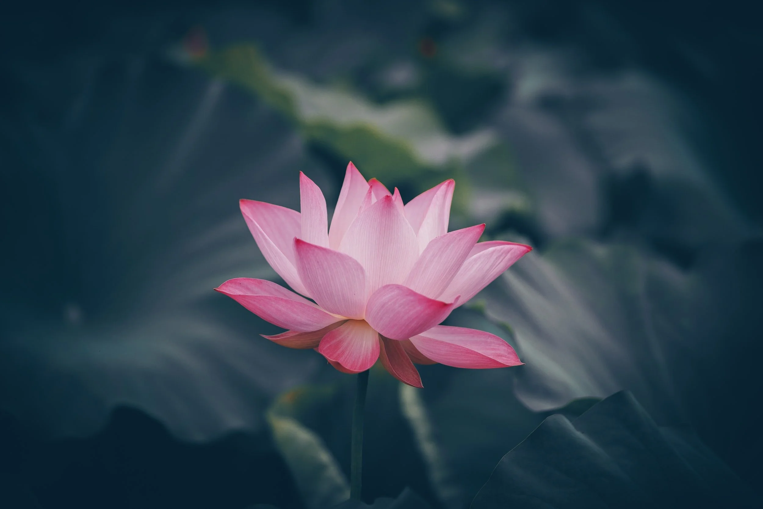 The Yoga Sutras and The 8 Limbs of Yoga - Dhyana and Samadhi