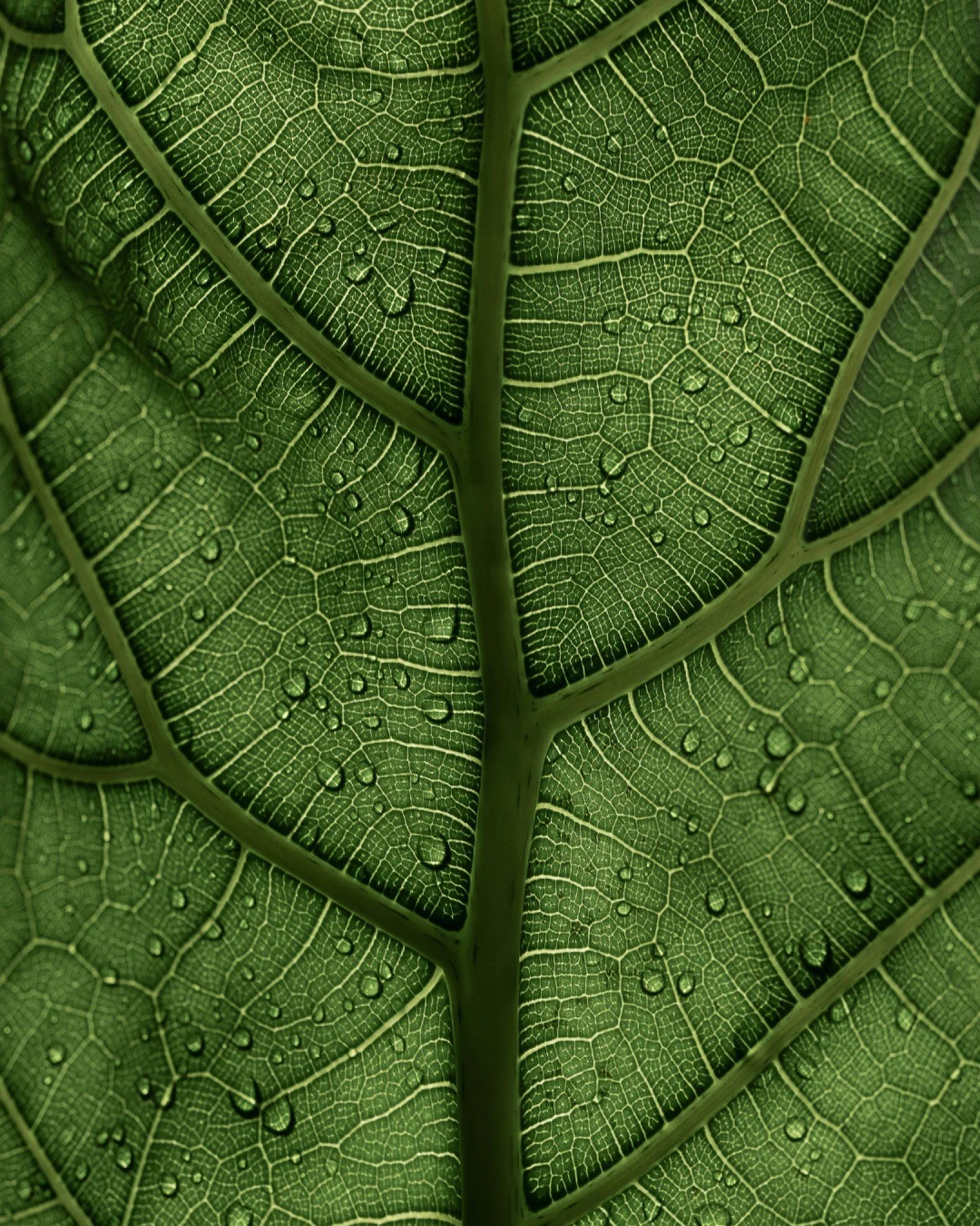 Was ist Ayurveda?
Ayurveda bedeutet „Wissen vom Leben“ – und beschreibt ein jahrtausendealtes Gesundheitssystem, das Körper, Geist und Seele als untrennbare Einheit betrachtet.
Im Ayurveda geht es nicht darum, Krankheit zu be