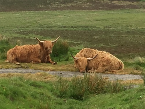 Highland Cattle