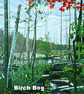 birch bog_em-crop-u1426.jpg