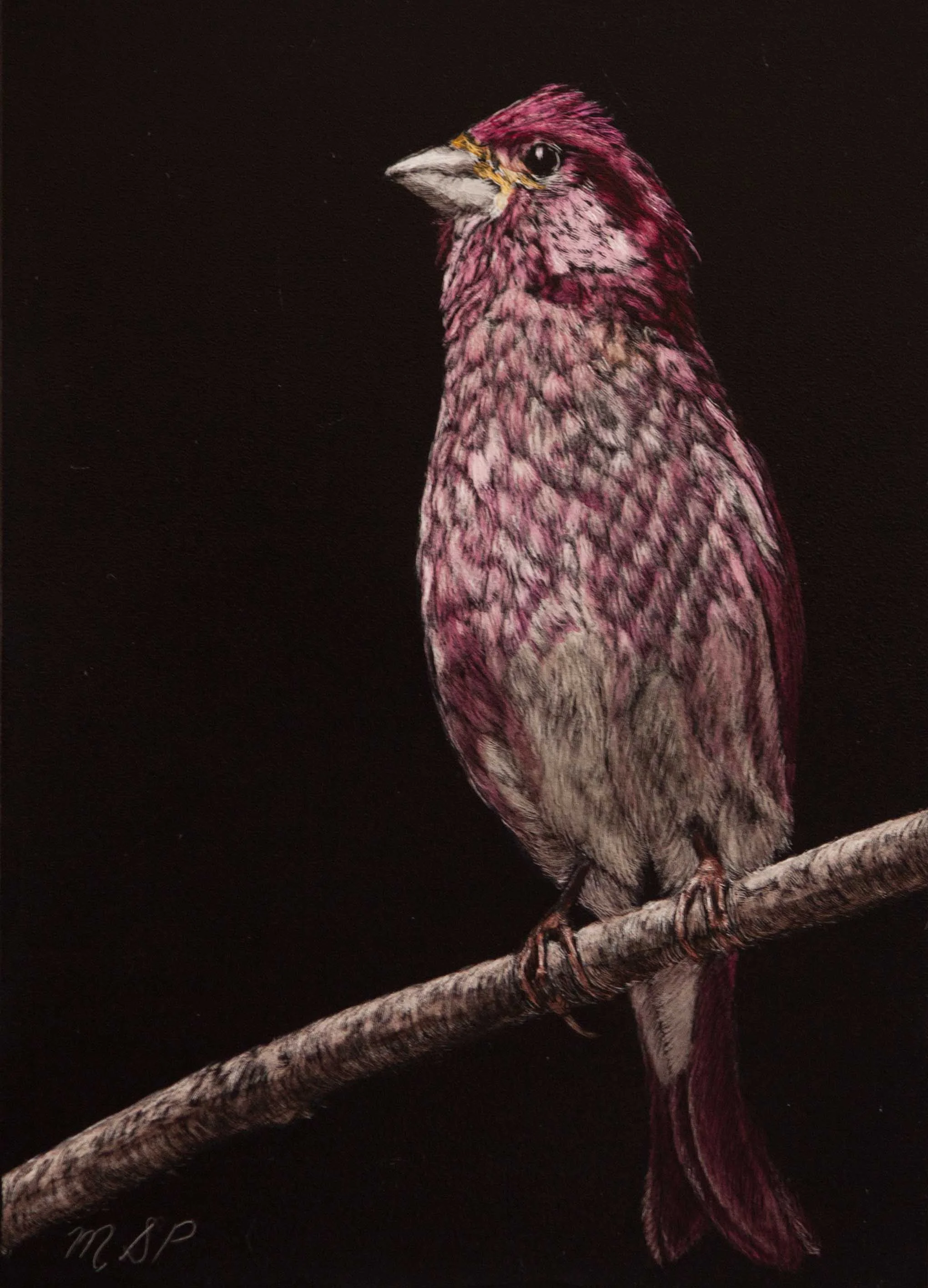 Purple Finch done as a scratchboard.
