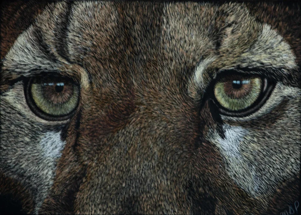 Cougar Eyes website.jpg