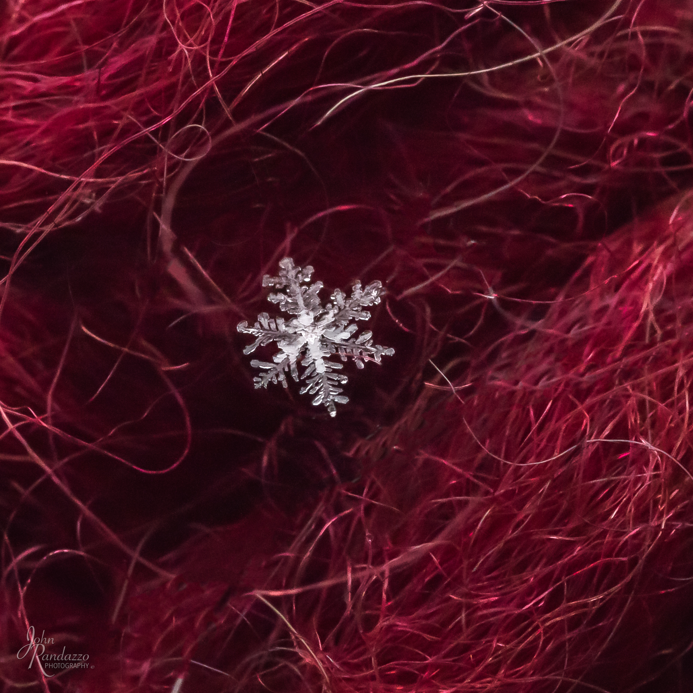 DSC_1441-Edit-2.jpg