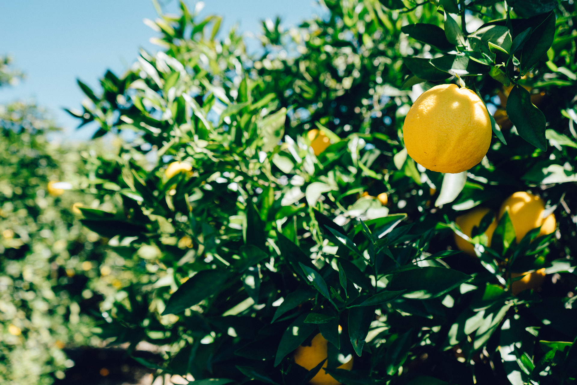 tree-lemon-fruit.jpg