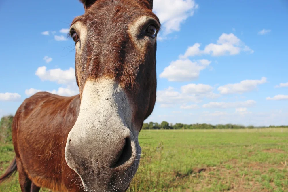 Listen When a Donkey Speaks