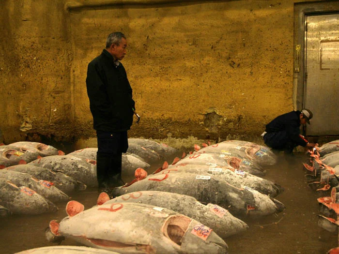Tsukiji Market, Tokyo, Japan