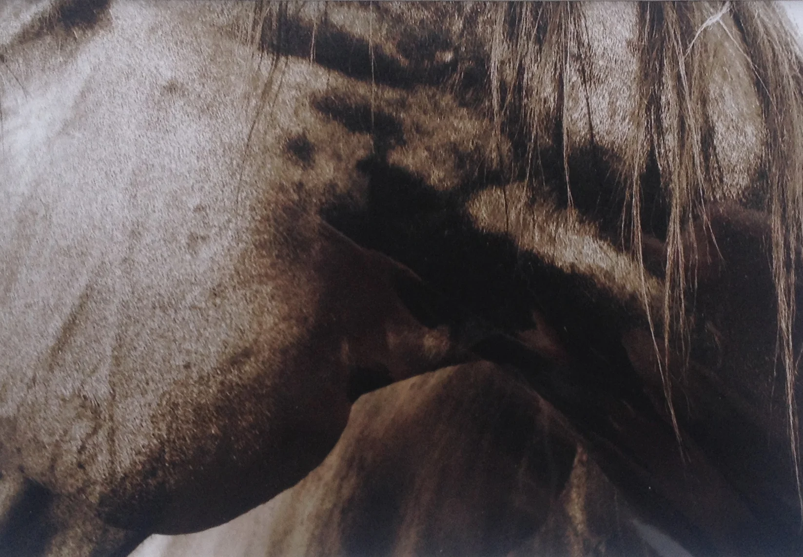 Black's Neck