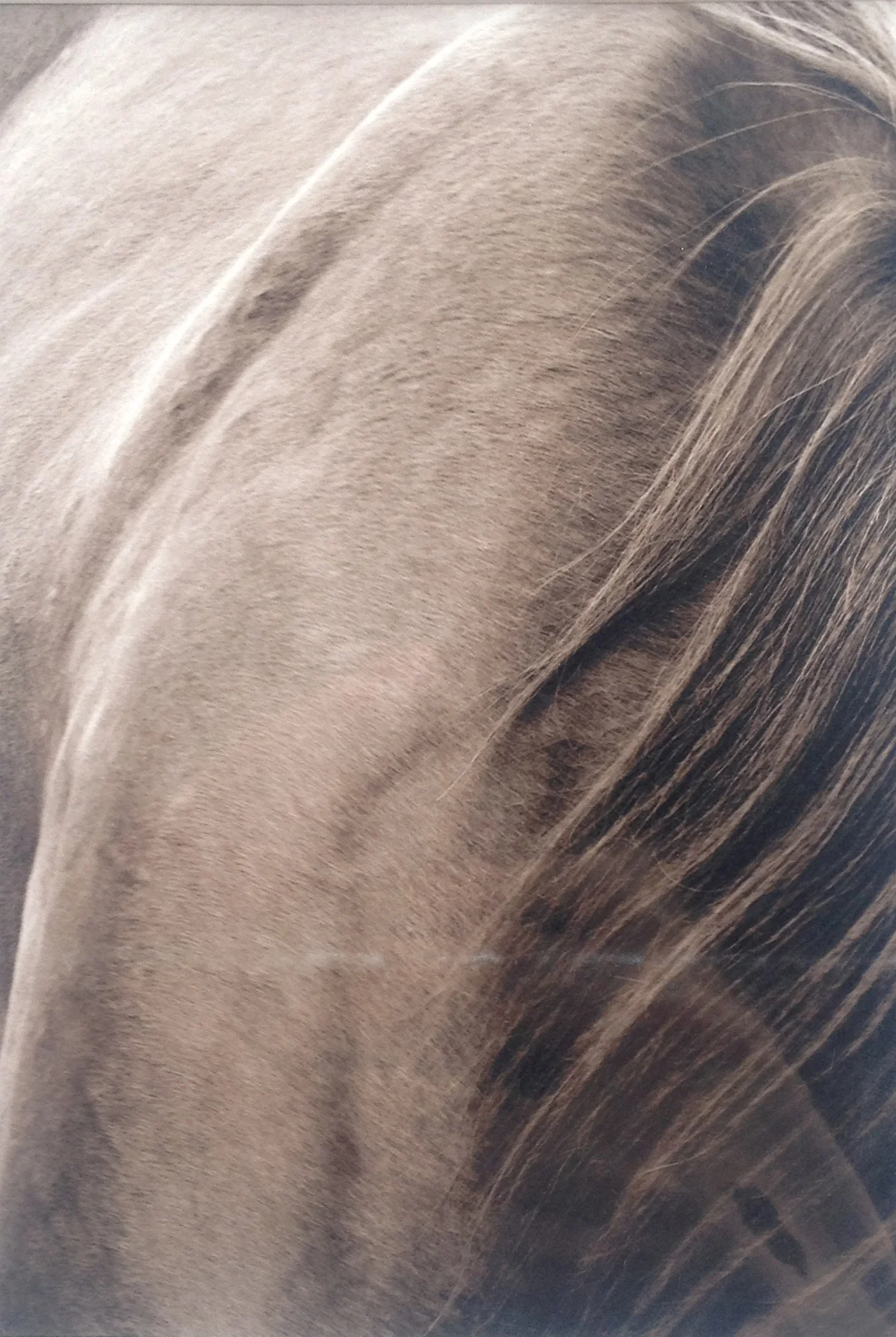 Leo's Mane and Shoulder