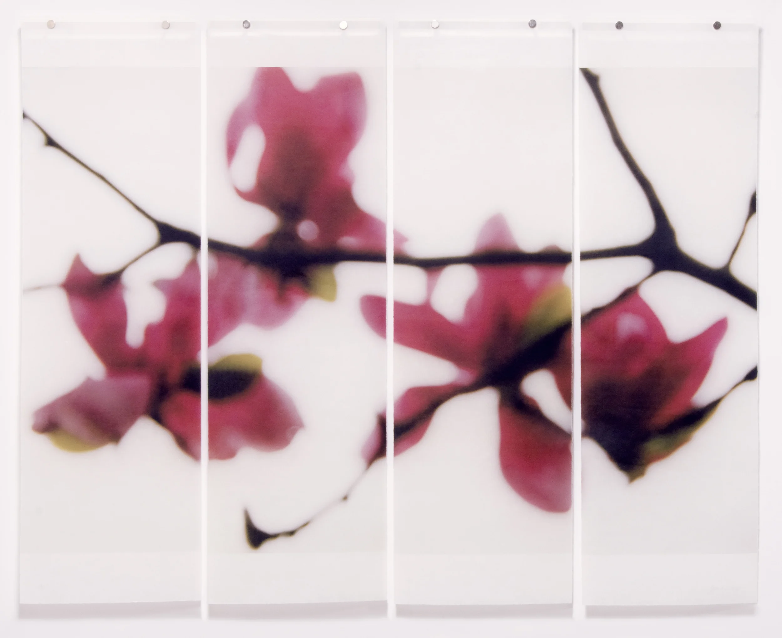 Ruby Magnolia, No. 3