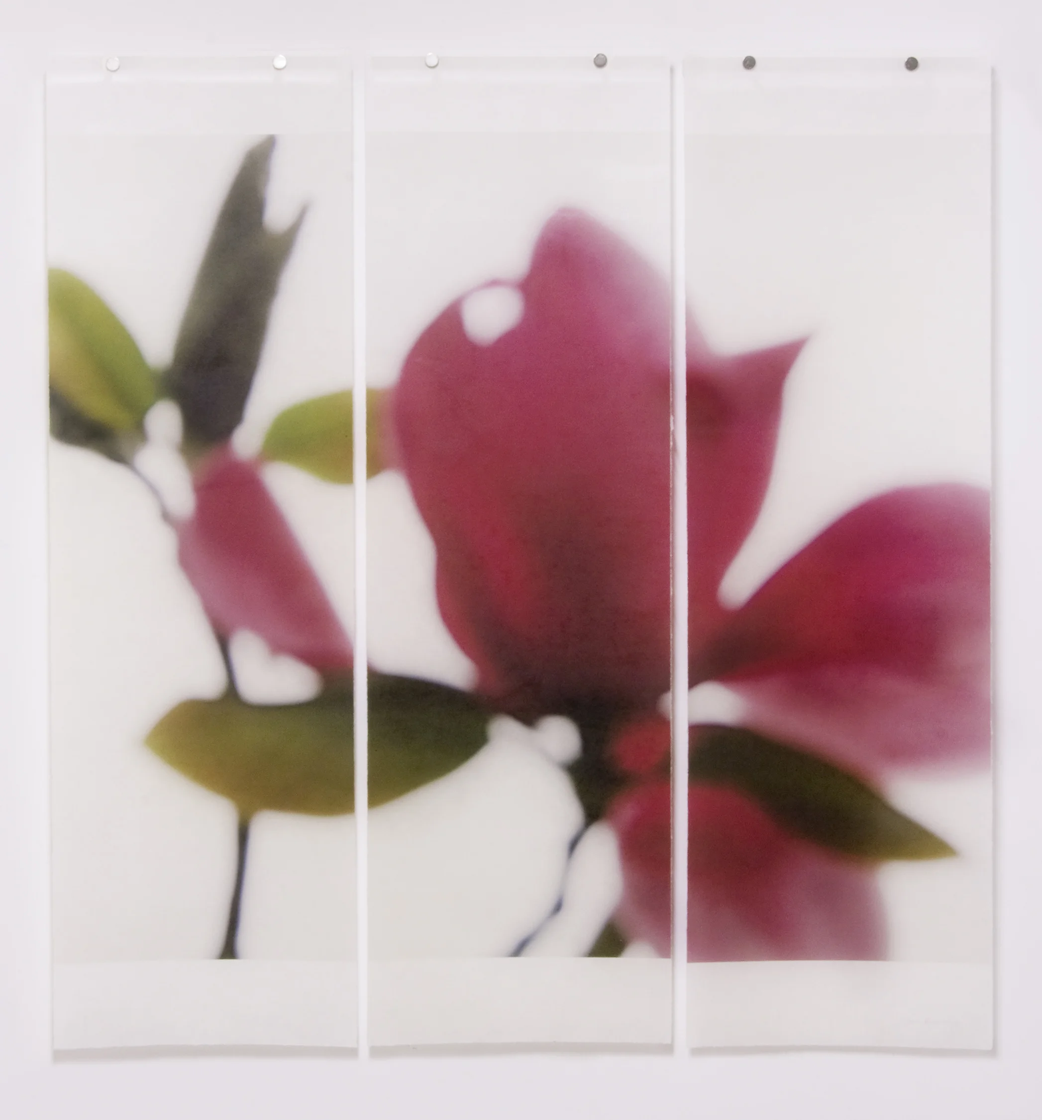 Ruby Magnolia, No. 2