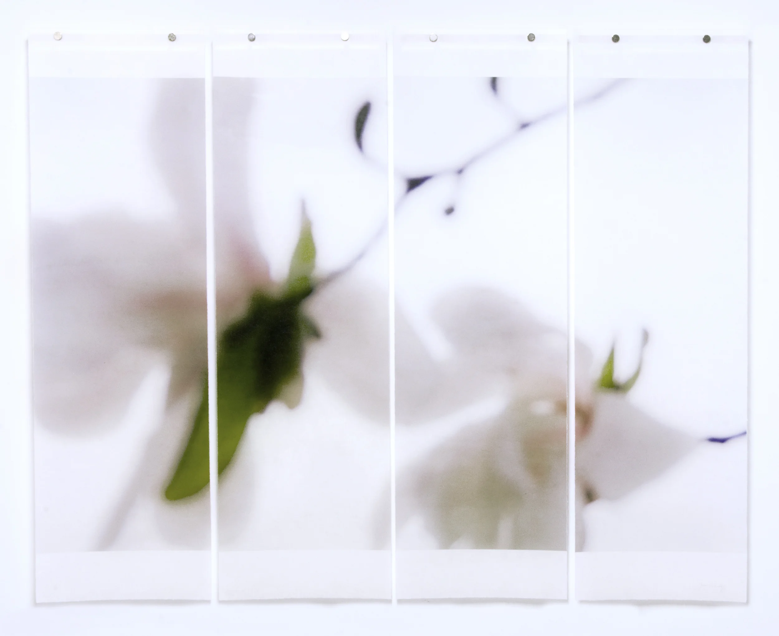 Star Magnolia, No. 4