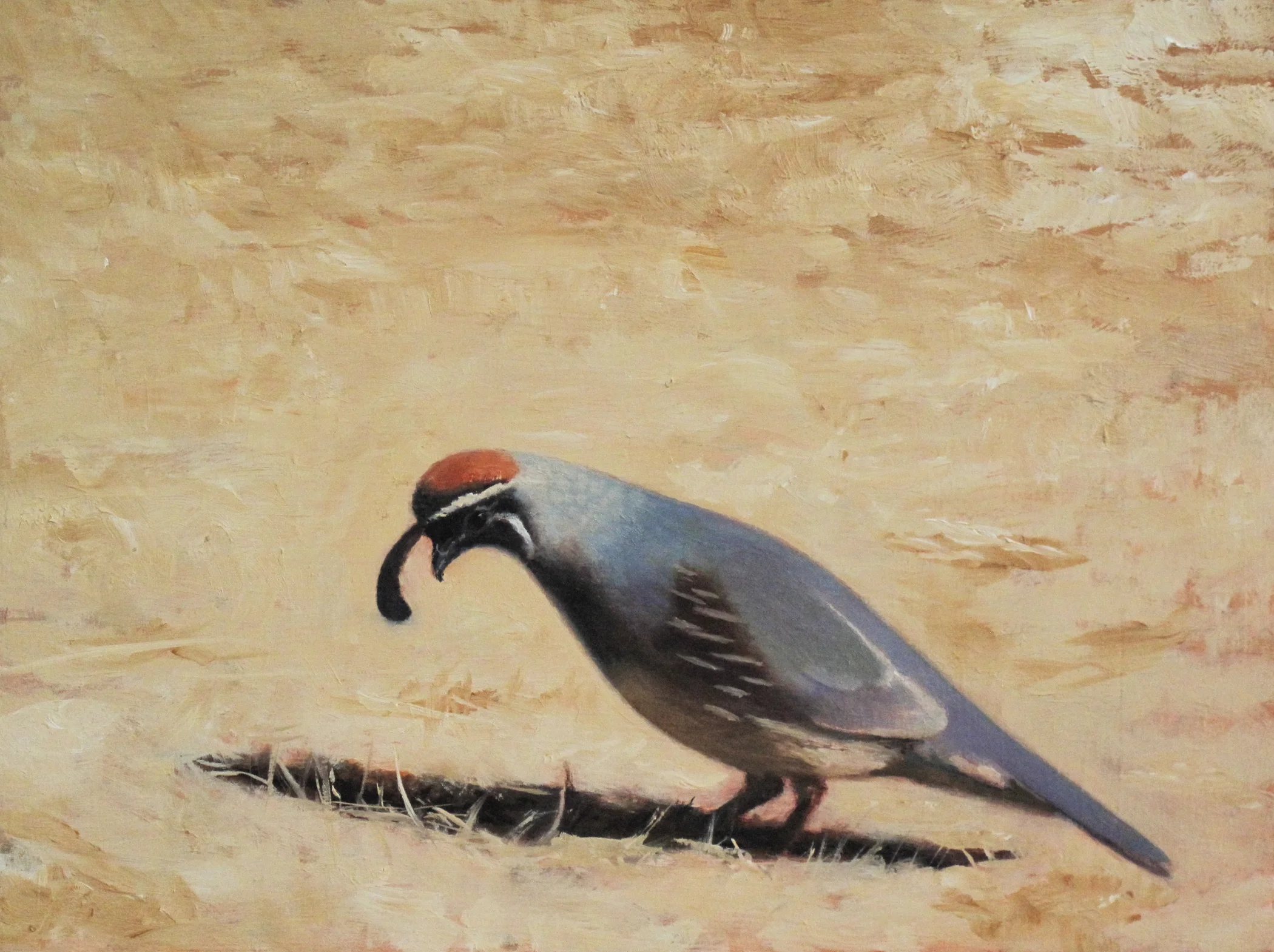 Quail #3