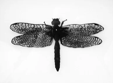 Dragonfly #2