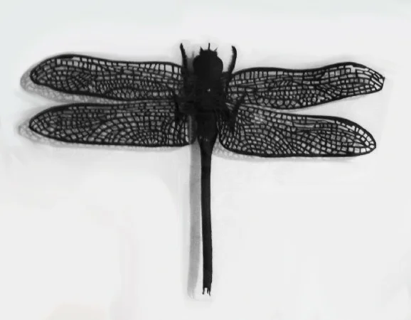 Dragonfly #1