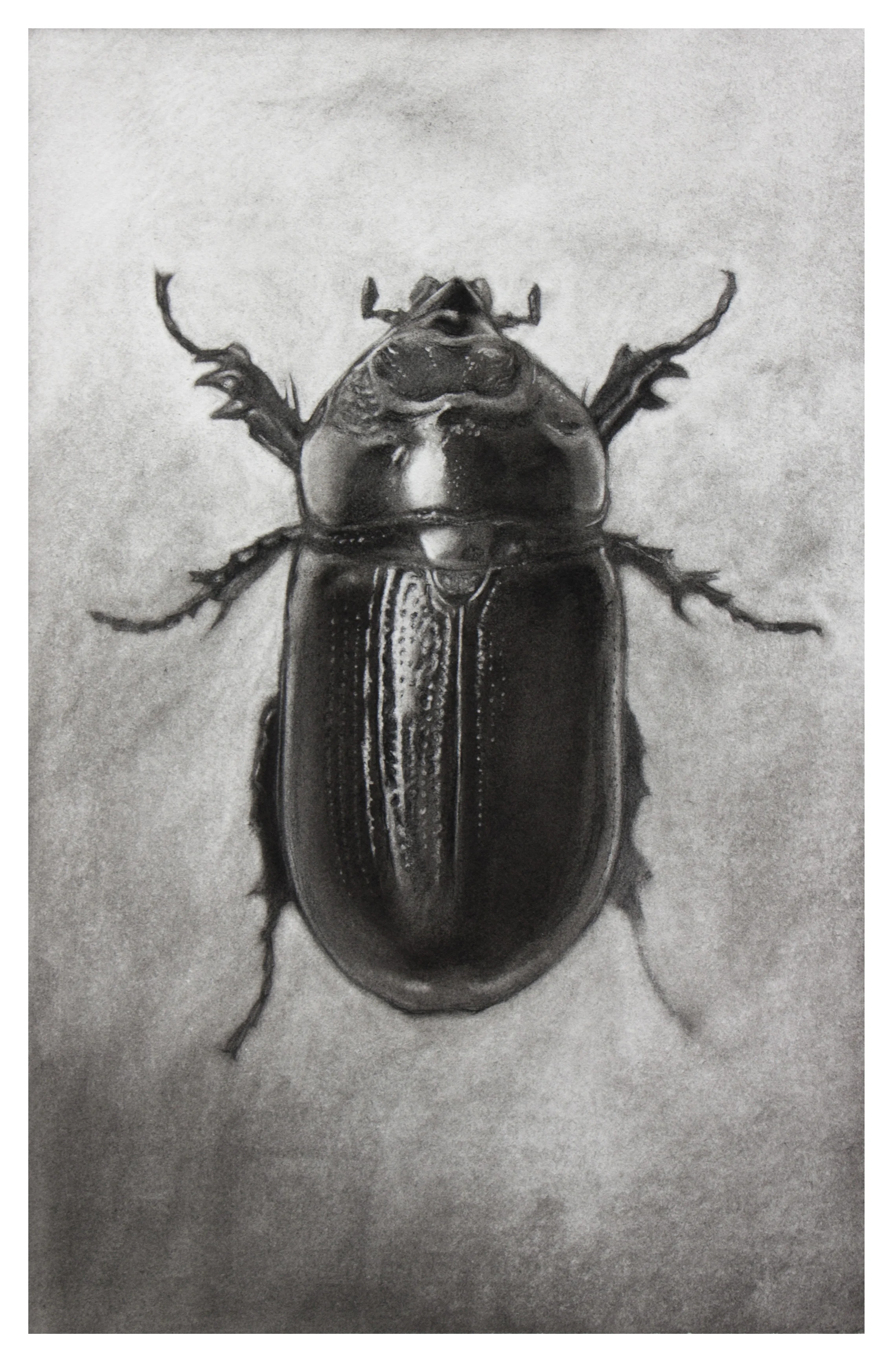 Beetle #1