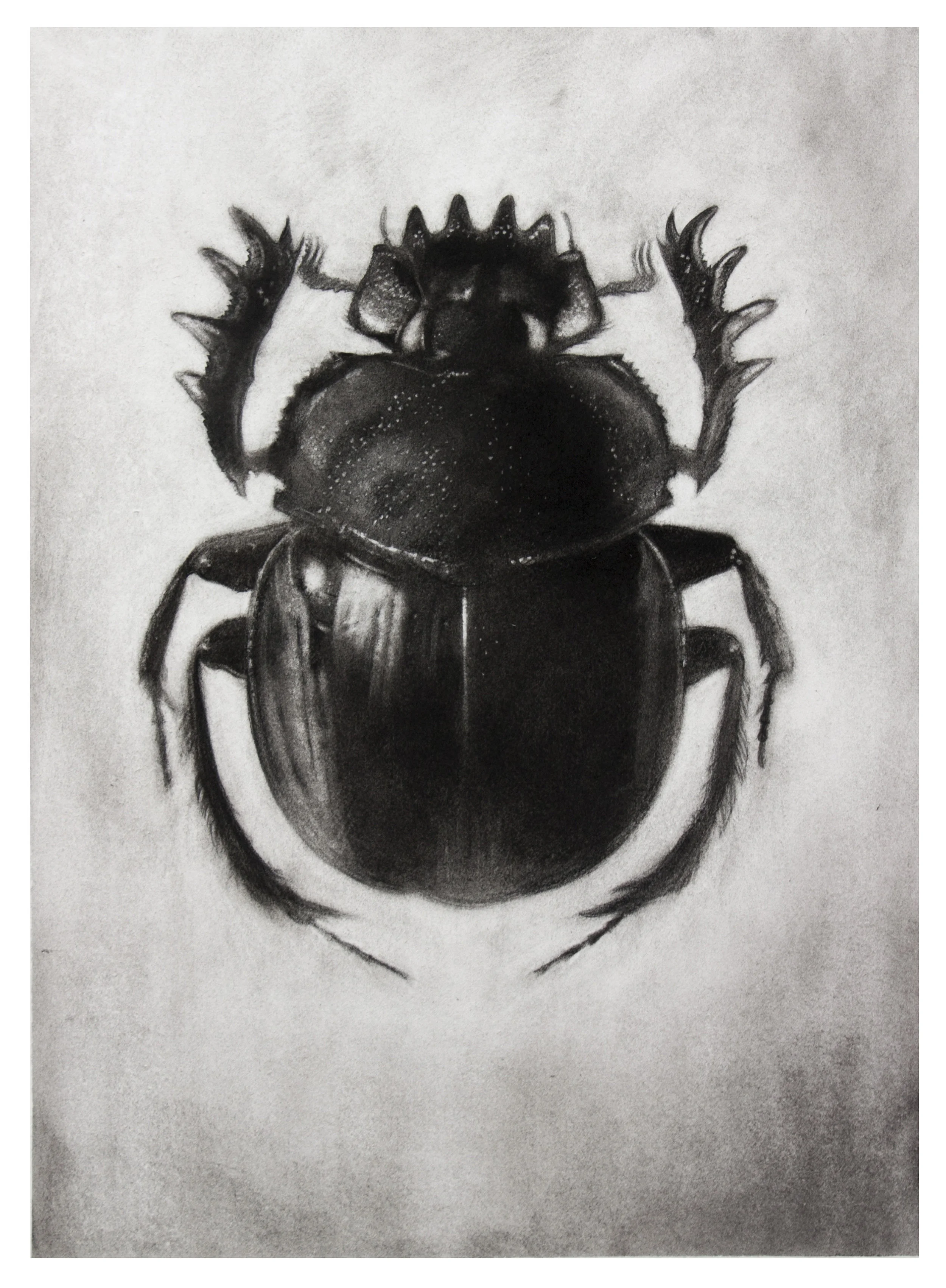 Beetle #2