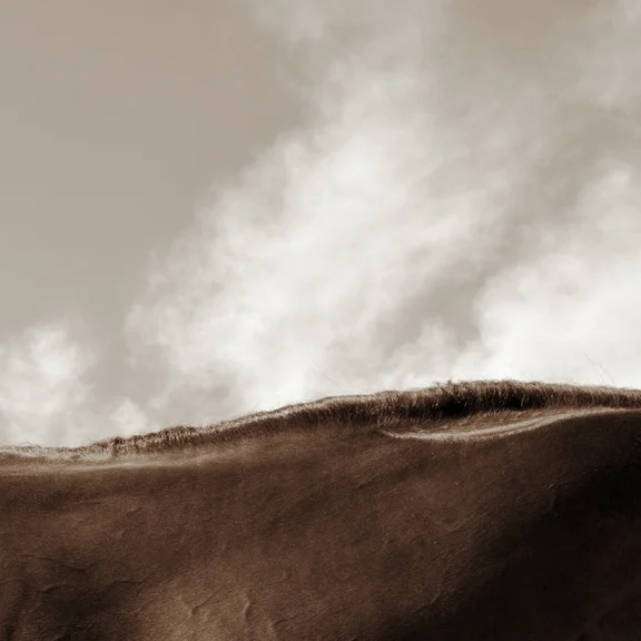 Mane Landscape