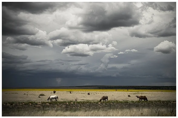 Three Horses Graze Under NM Sky, AP