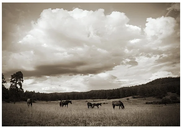 Grazing Horses at Wilderado Rance
