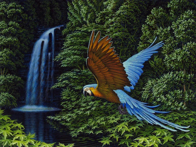 Blue and Gold Macaw