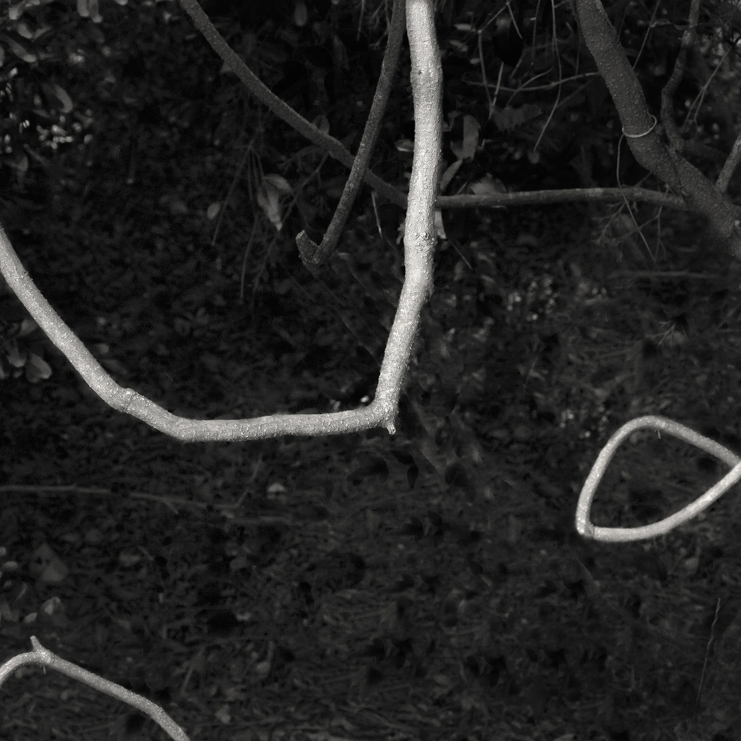One Eyed Woods #5, 1/10