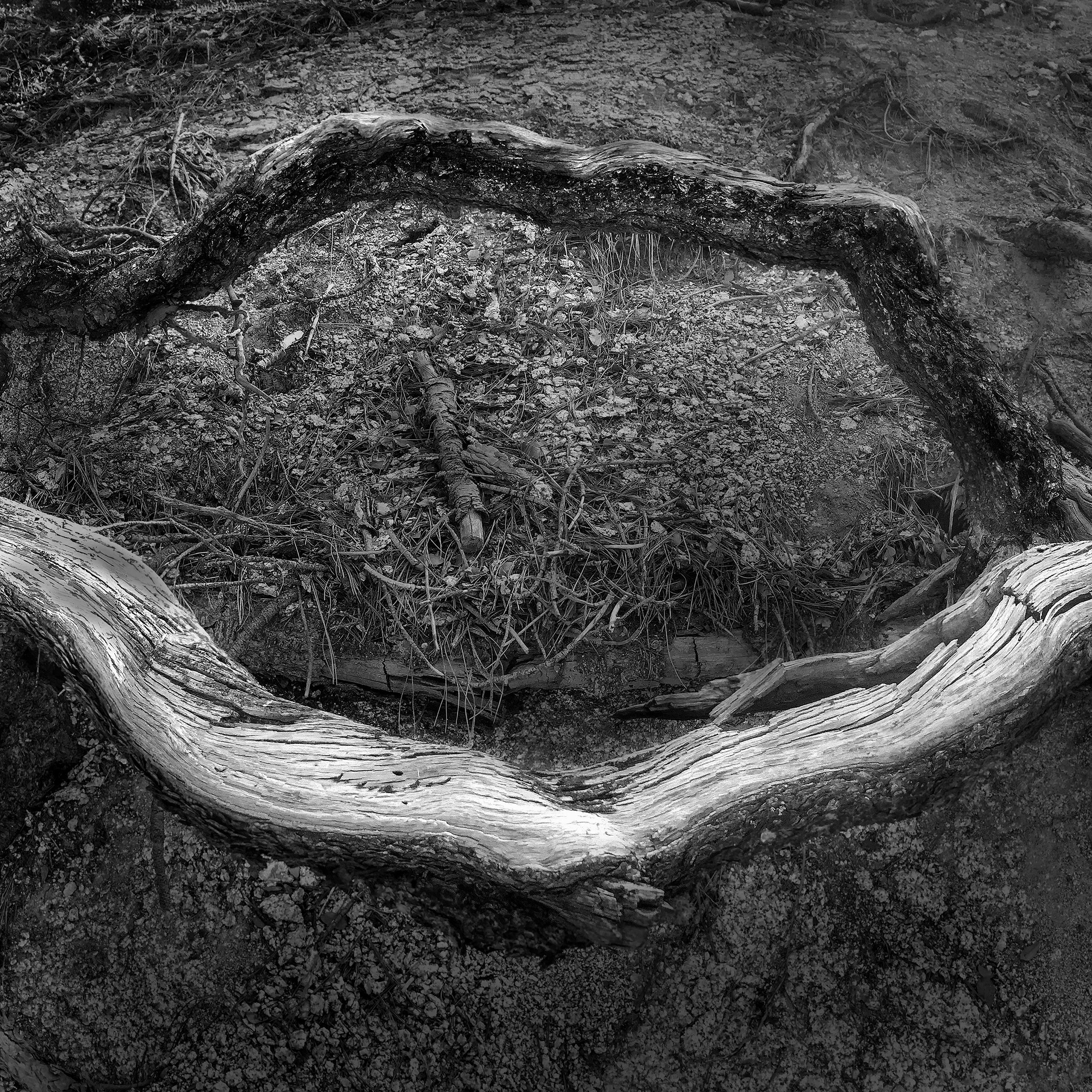 One Eyed Woods #18, 1/10