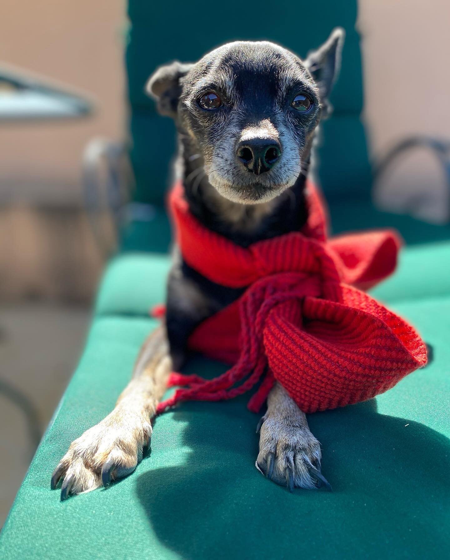 This will be @scout_borderchi last post💔&hellip;and obituary. 
Scout passed away yesterday at the ripe age of 14yo. 
As a puppy he had humble beginnings occupying a dirt hole in a neighbors yard. During his time at this residence, he was hit by a Je