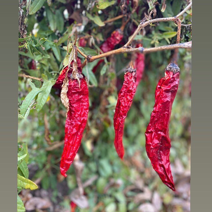 After the lows and highs of last week we needed to get out of town and clear our minds. We headed north to grab lunch at @sparkysburgers and explore area around #hatchnewmexico 
Images:
1-3  Fields ready for harvesting red chile
3-6  @spaceport.ameri