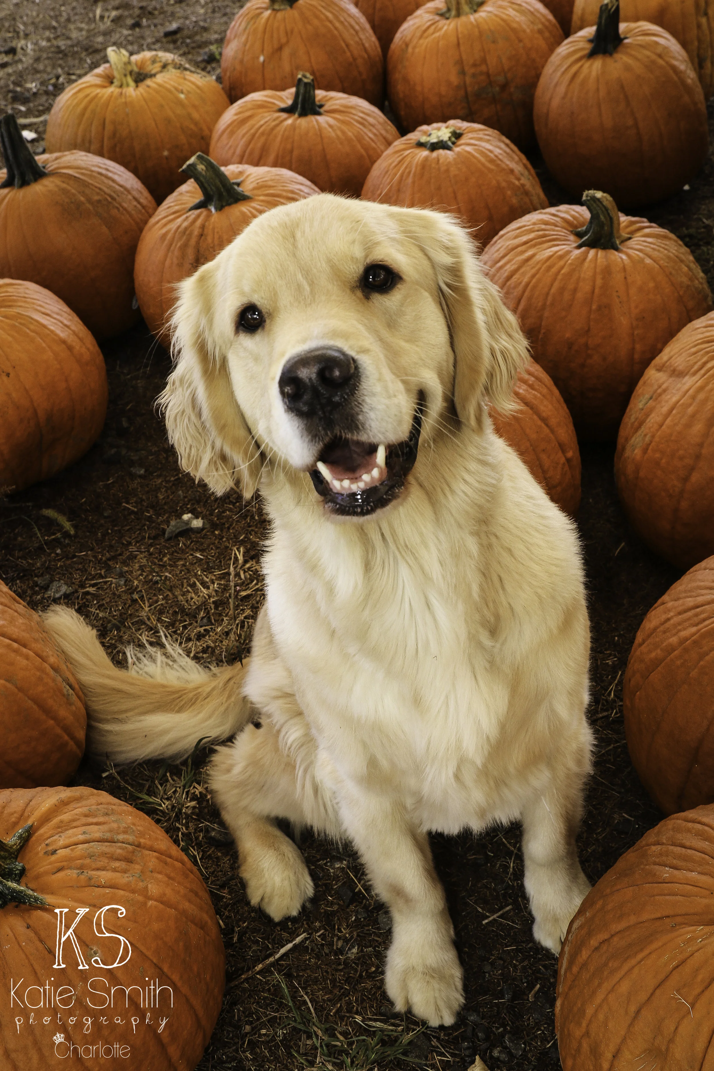 mildredpumpkin-2.jpg