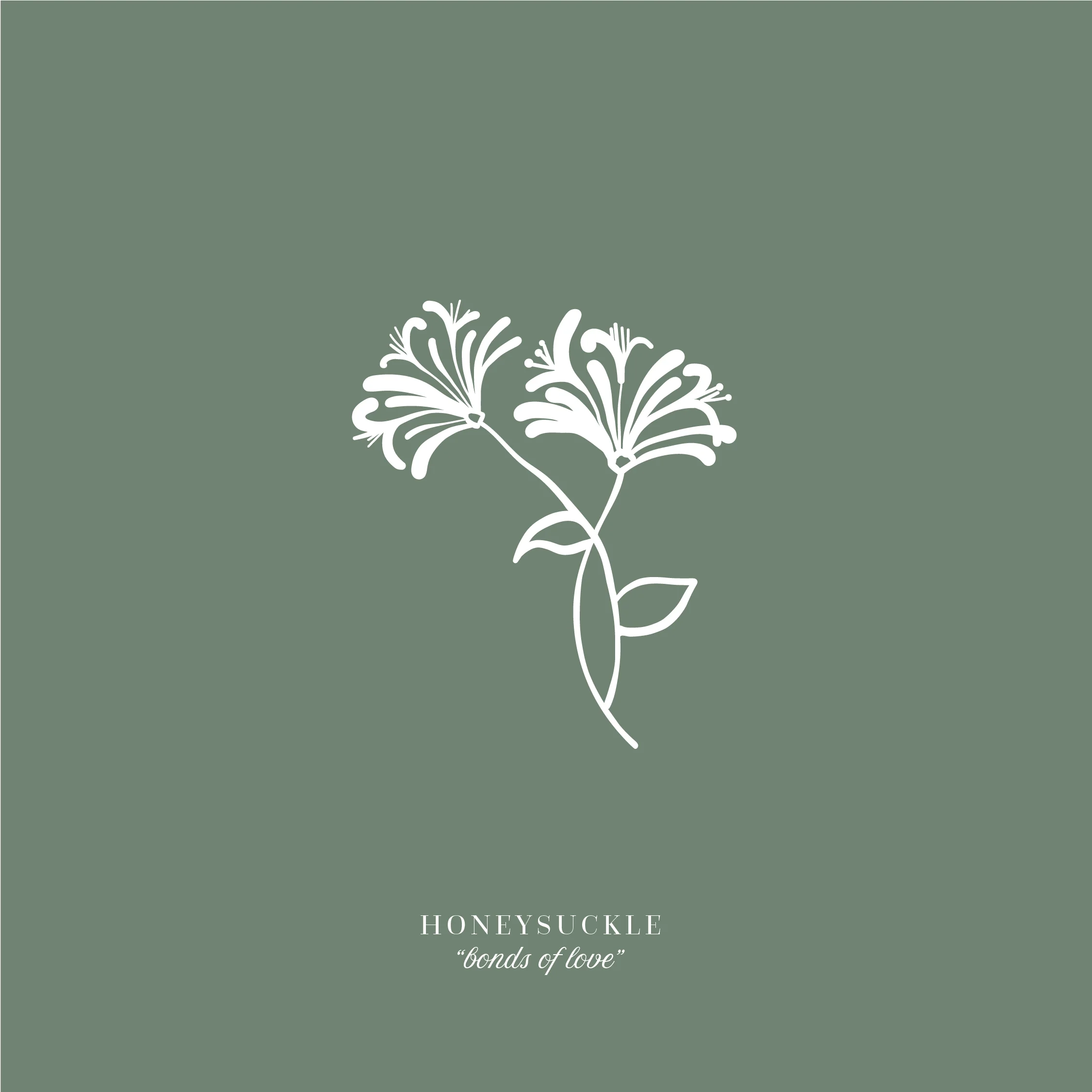 HayleyBighamDesigns-HProctorPhotography-Rebrand-FloralIllustrations.jpg