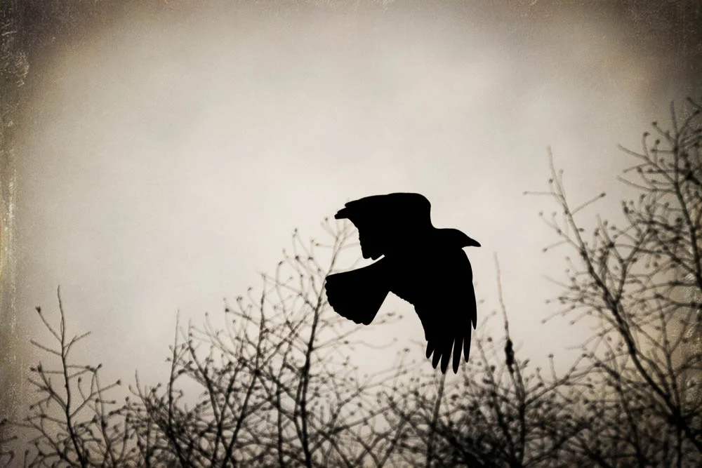 fly crow laptop.jpg