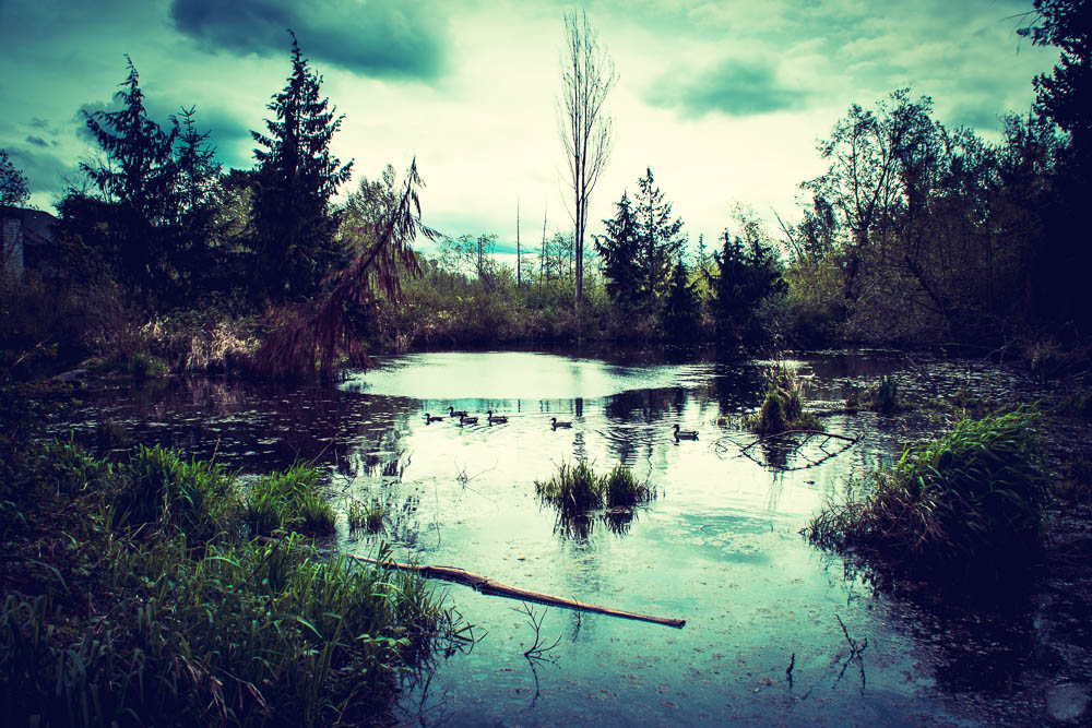 A pond, a family of ducks